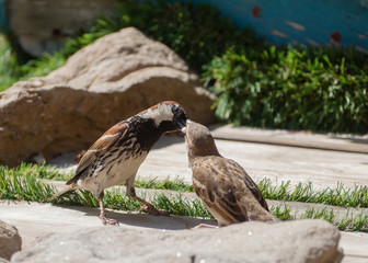 two passer domesticus on artificial grass