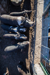 Vietnamese Pot-bellied pigs farm