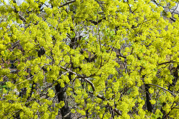Spring flowering Canadian maple tree on branches yellow flowers closeup. The first early pollen and nectar for bees. Nature floral background.