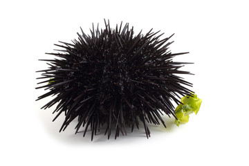 Black sea urchin on alga