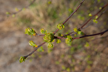 Young foliage on a branch in early spring.