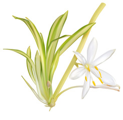 Young chlorophytum plant with white flower and roots, mesh, vector