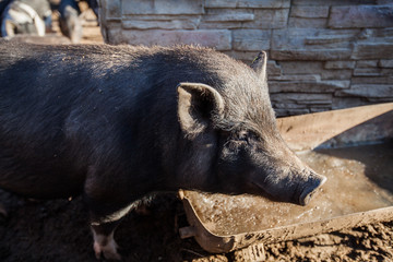 Vietnamese Pot-bellied pigs farm