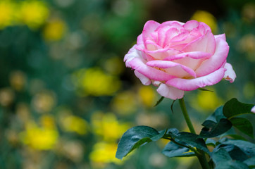 Pink rose with blurred pattern background