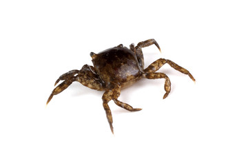 Little crab