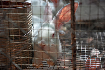 Close-up of a white rabbit closed in its cage.