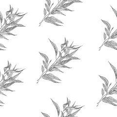 Naklejka premium Eucalyptus Leaves pattern on white background. Eucalyptus sketch. Eucalyptus Leaves print