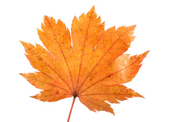 Autumn maple leaf