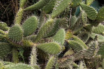 Indian figs growing wild