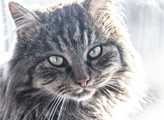 Portrait of a cat by the window