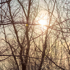 Leafless tree branches at dawn of the sun