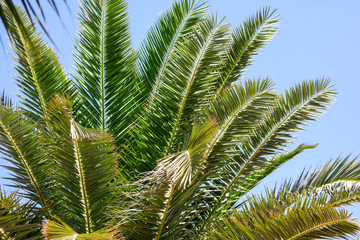 Green leaves on a palm tree in the tropics