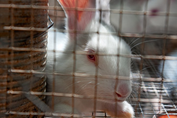 Obraz premium Close-up of a white rabbit closed in its cage.