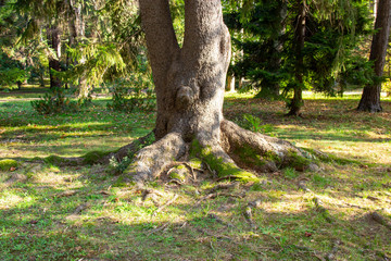 old tree with open, beautiful roots in an autumn forest