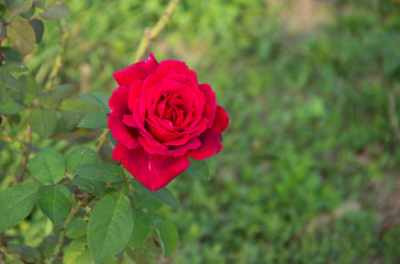 A beautiful red rose Flower blooms in the summer garden. Lush green leaves of the shrub. the splendor of the flowering plants. Daylight.