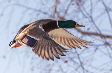 Duck flying in the sky