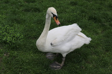 Snow-white swan walks on green grass