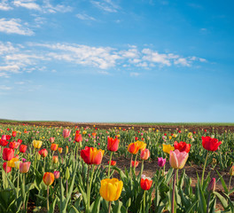 tulip field with colorful flowers, for self cutting. blue sky background