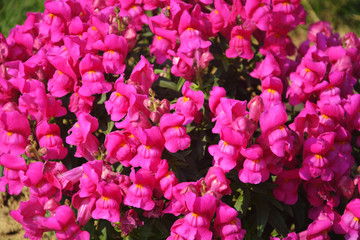 Close up of best annual flowers, antirrhinum majus, antinium flowers, commom snapdragon flowering plants growing in garden, selective focusing