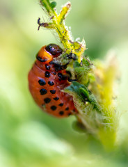 Colorado potato beetle in the garden