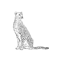 Leopard hand drawn inky sketch. African wild cat, cheetah black and white illustration. Monochrome jaguar realistic design element © AngellozOlga