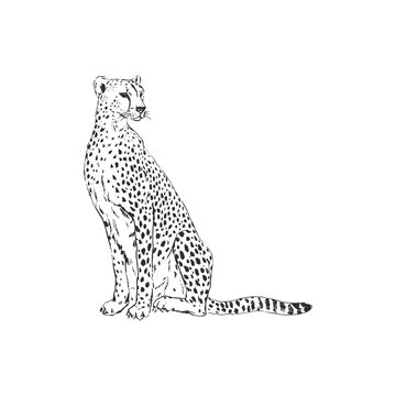 Leopard hand drawn inky sketch. African wild cat, cheetah black and white illustration. Monochrome jaguar realistic design element