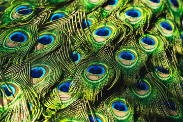 Portrait peacock with beautiful colorful feather