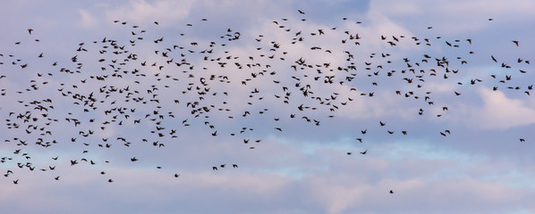 Flock of birds in the sky at sunset