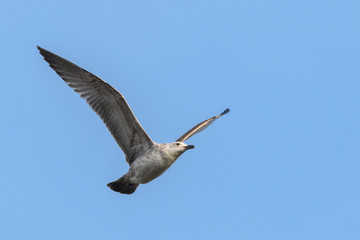European herring gull in flight , young bird. Genus species Larus argentatus. Flying with spread...