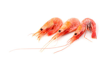 Shrimps