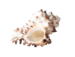 Sea shell isolated on a white background
