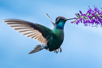 Action scene with hummingbird Tourmaline Sunangel, eating nectar from beautiful yellow flower in Ecuador. - Powered by Adobe