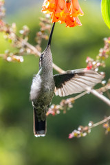 Action scene with hummingbird Tourmaline Sunangel, eating nectar from beautiful yellow flower in Ecuador.