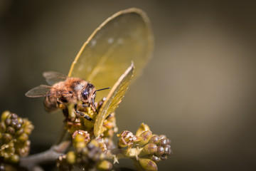 Abeille butinant une fleur - Tarn - Occitanie