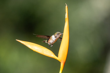 Action scene with hummingbird Tourmaline Sunangel, eating nectar from beautiful yellow flower in Ecuador.
