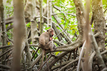 A newborn Crab-eating macaque in mother’s arms.