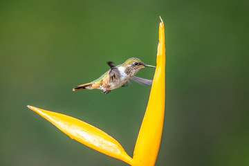 Action scene with hummingbird Tourmaline Sunangel, eating nectar from beautiful yellow flower in Ecuador.