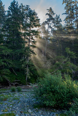 Sunbeams in the forest of the Pacific-Rim-Nationalpark III, Vancouver Island, North-America,...