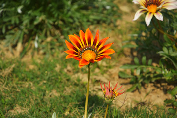 Close up of a beautiful red Gazania rigens flowers, south African daisies growing in the garden in india, selective focusing