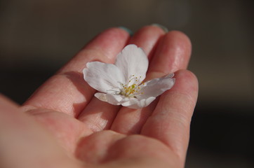 Cherry Blossom Flower on Woman Hand