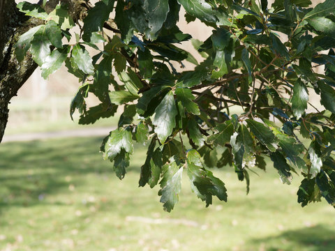 (Quercus x turneri pseudoturneri) Ch&ecirc;ne de Turner aux feuilles coriaces et lob&eacute;es, face sup&eacute;rieure vert fonc&eacute;, au revers gris et feutr&eacute;