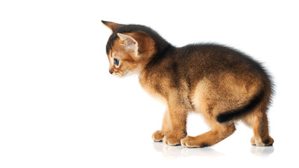 Little brown kitten with blue eyes. Studio photo on a white background. Isolate. Abessin thoroughbred kitten. Side view. Funny pet.