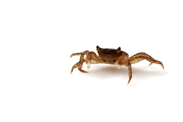 Little crab