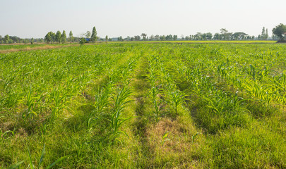 Fototapeta na wymiar Corn fields