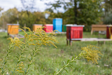 Colorful wooden beehives in Warsaw, Poland