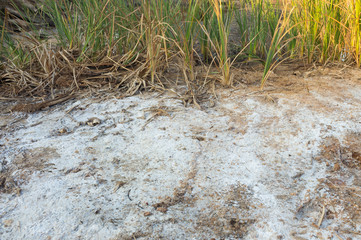 Salty soil