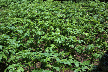 Growing potato
