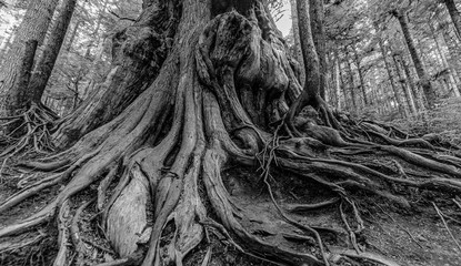 Roots and tronk of a huge Red Cedar tree in Vancouver Island I, North-America, Canada, British Colombia, August 2015