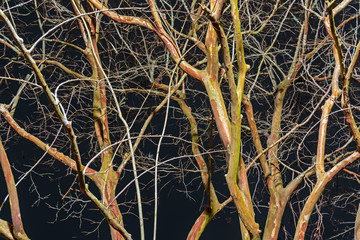 Crape Myrtle tree with bare limbs against a dark background.