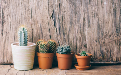 Springtime plant gardening background. Flower cactus and succulent houseplant in pot on wooden...